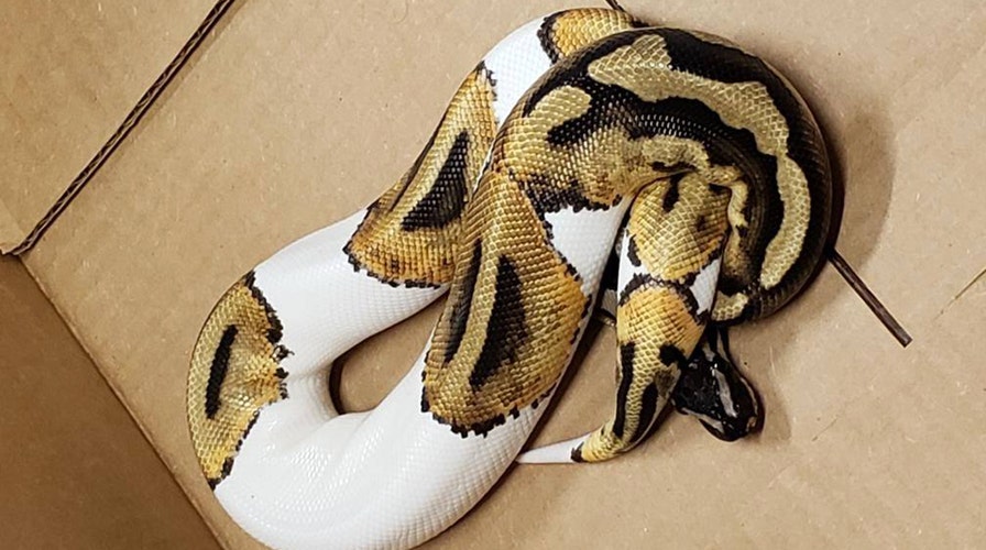 Kansas City man uses his windshield wipers to knock snake from his car