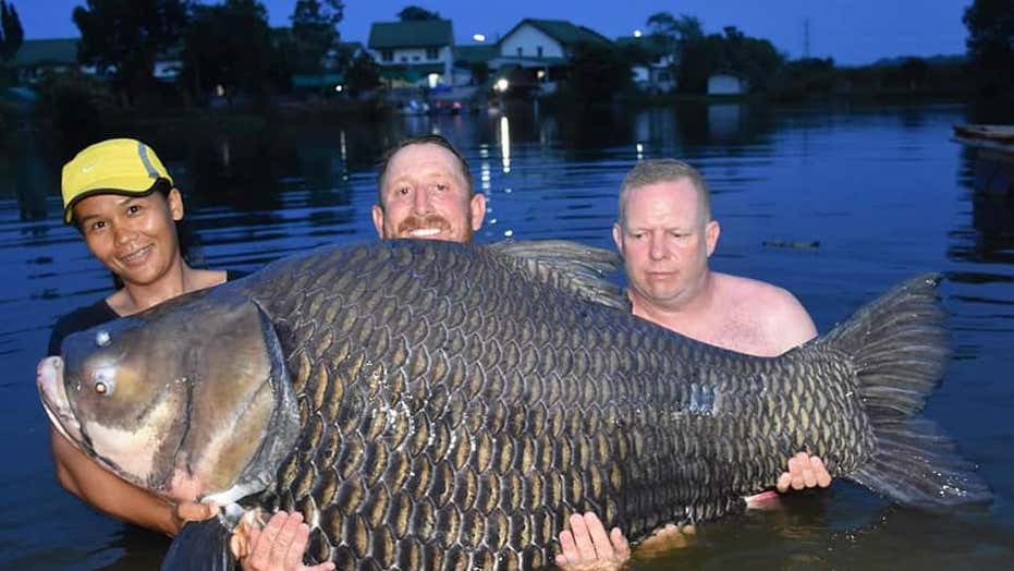 twee meest sjaal British man says he caught record-breaking 232-pound carp fish in Thailand  | Fox News