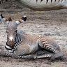 A baby Grevy's zebra, one of six babies born within a seven-day period to six different mothers rests at Zoo Miami in Miami, July 11, 2019. 