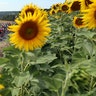 The pack rides past a sunflowers fields during the eleventh stage of the Tour de France cycling race over 103 miles with a start in Albi and finish in Toulouse, France, July 17, 2019.