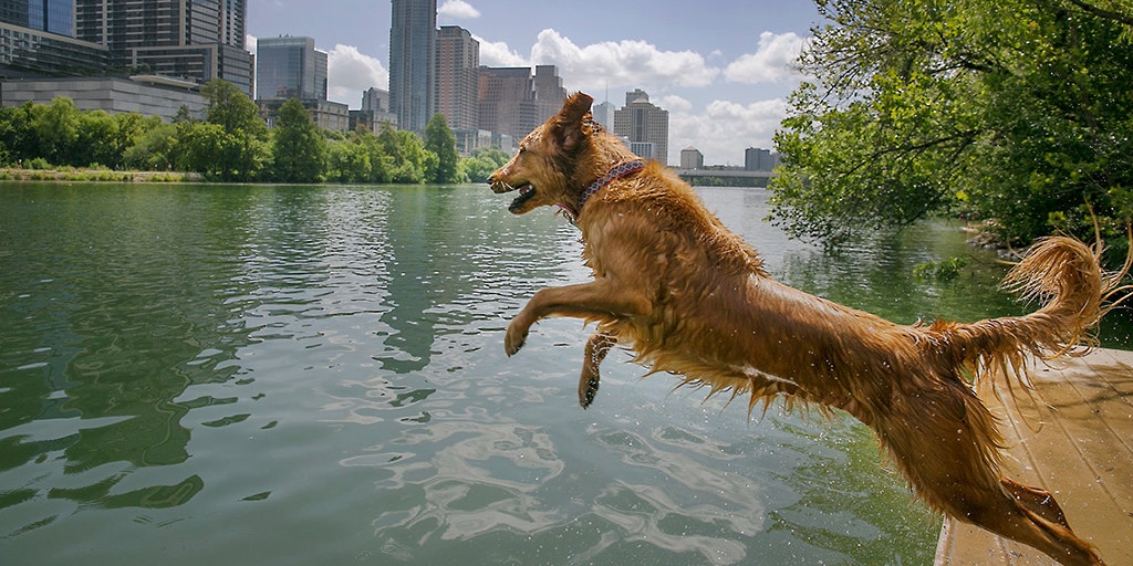 Beware the toxic algae that can kill your dog