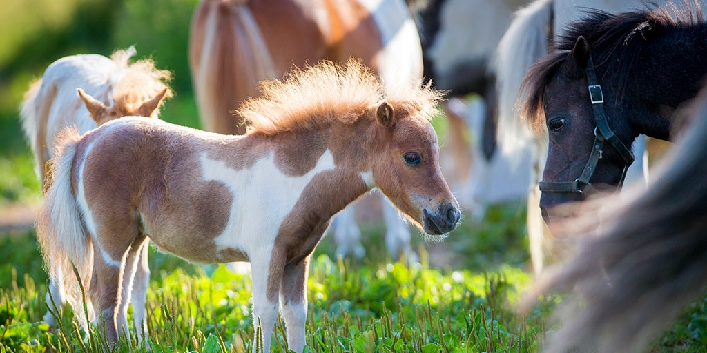 Baby miniature horse chasing me 