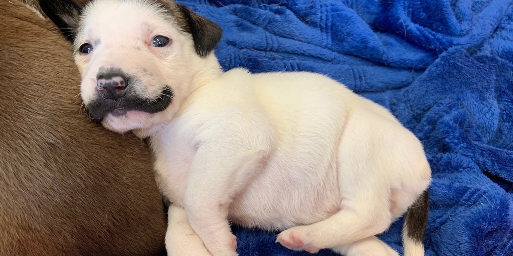 salvador dali dog painting