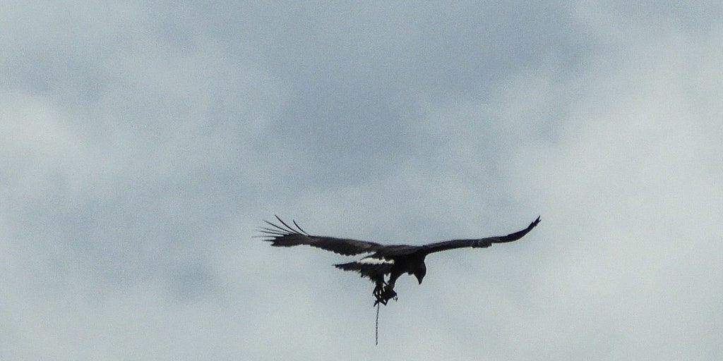 Golden Eagle Spotted Flying In Scotland With Trap Attached