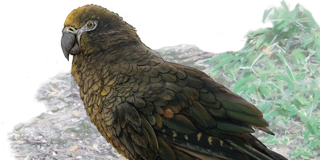 Fossils of 'Squawkzilla,' 19 million-year-old cannibal parrot