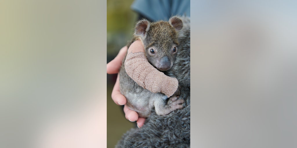 Adorable orphaned baby koala gets arm cast after falling from tree