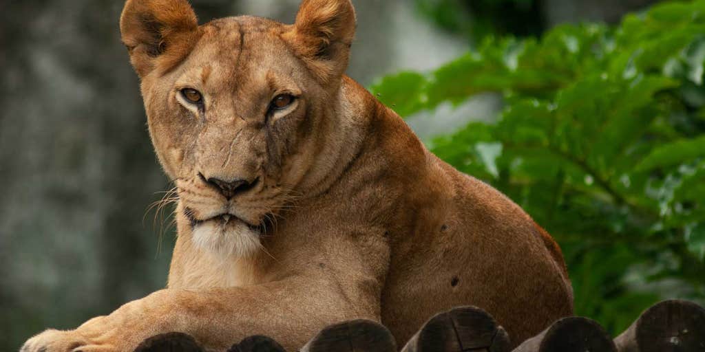 Lion Man' mauled to death by his captive big cats; animals shot to death | Fox News Lion Man' mauled to death by his captive big cats; animals shot to death | Fox News