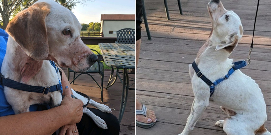 Dog found on side of Ohio road with throat cut, nose and mouth duct-taped, police say