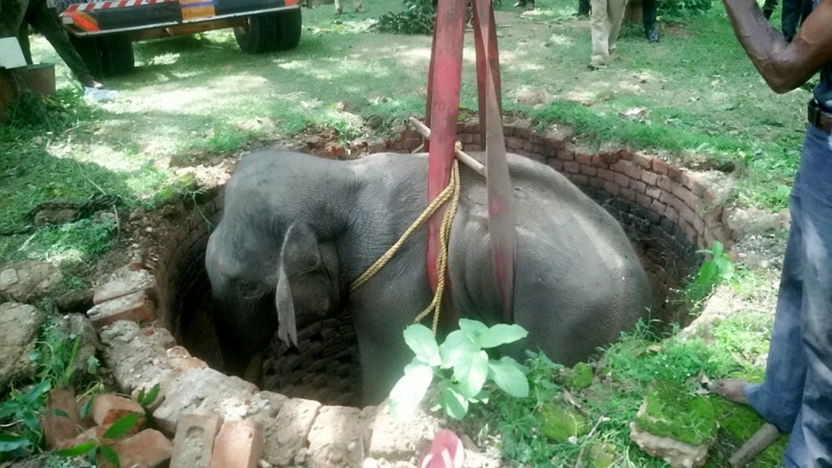 This is the heartwarming moment an elephant is saved from the bottom of a 20ft well by rescuers using a crane. (Credit: SWNS)