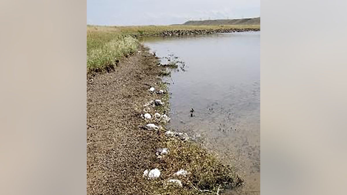 Large hail was blamed for killing thousands of birds in Montana.