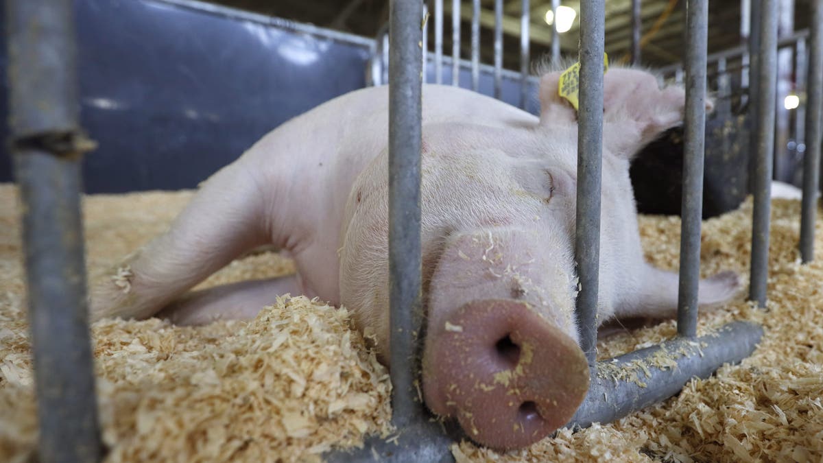 A hog sleeps in its pen before judging at the Iowa State Fair swine barn, Thursday, Aug. 8, 2019, in Des Moines, Iowa. (AP Photo/Charlie Neibergall)