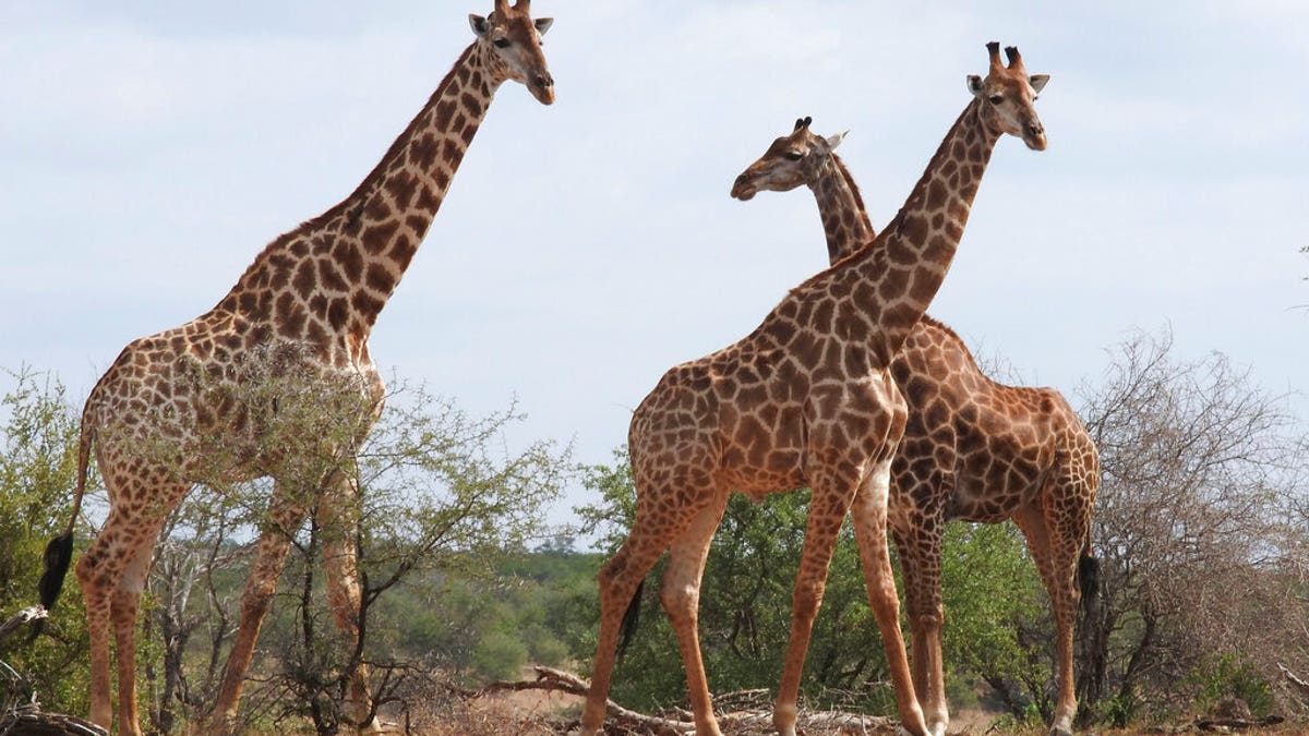 Giraffes in Kriger National Park, South Africa. A wildlife panel moved to protect giraffes as an endangered species Thursday.