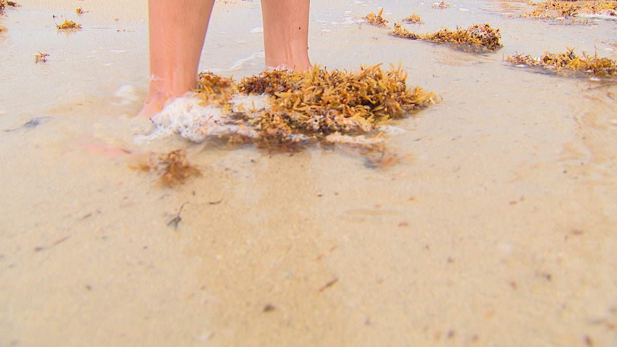 Beds of smelly, rotting seaweed are washing up on the shore in record amounts. Decorating the sand with brown carpets, twisting and tangling around the ankles of beach visitors.