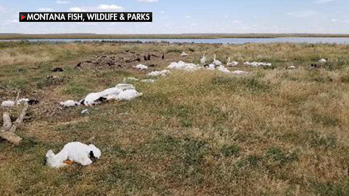Twenty to thirty percent of the entire bird population at the Big Lake Wildlife Management Area west of Molt, Montana were killed in last week's hailstorm, officials said.