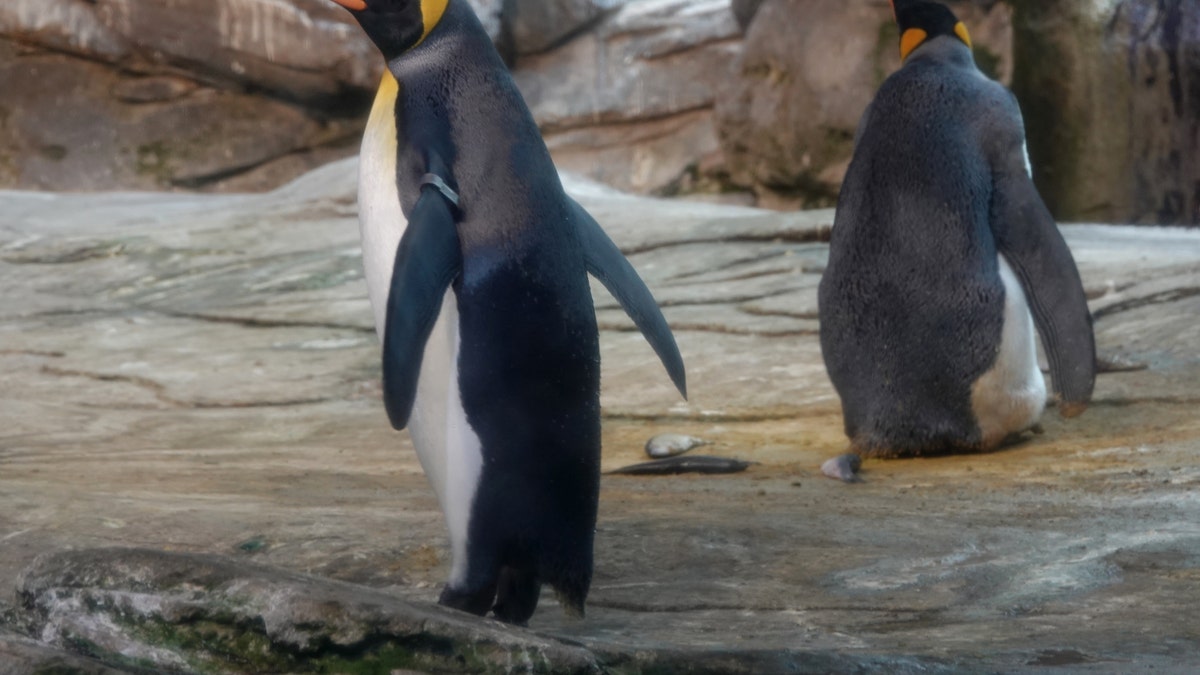 09 August 2019, Berlin: The gay penguins Skipper and Ping in their zoo enclosure.