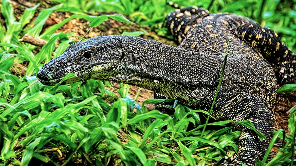 A goanna, like the one pictured above, is reported to have attacked a couple in Australia while they were trying to rescue their dog.