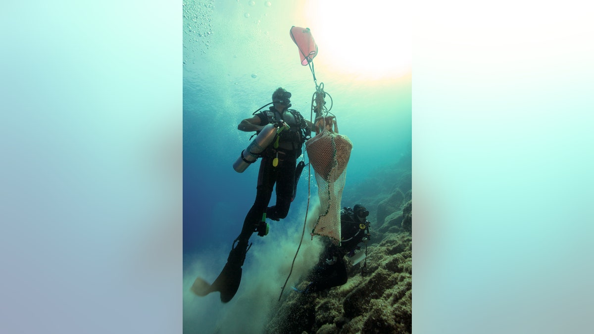 A diver brings an amphora up from one of the wreck sites.