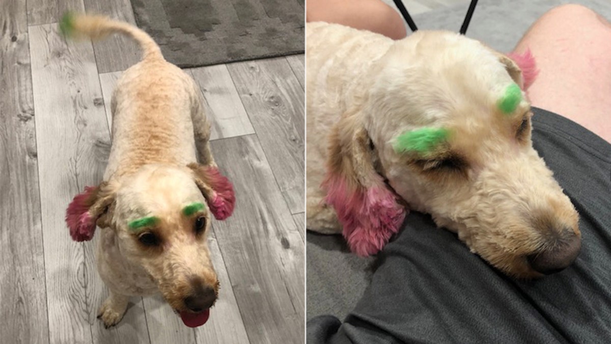 Graziella Puleo said her goldendoodle, Lola, came back from the groomer with neon green eyebrows and ears.