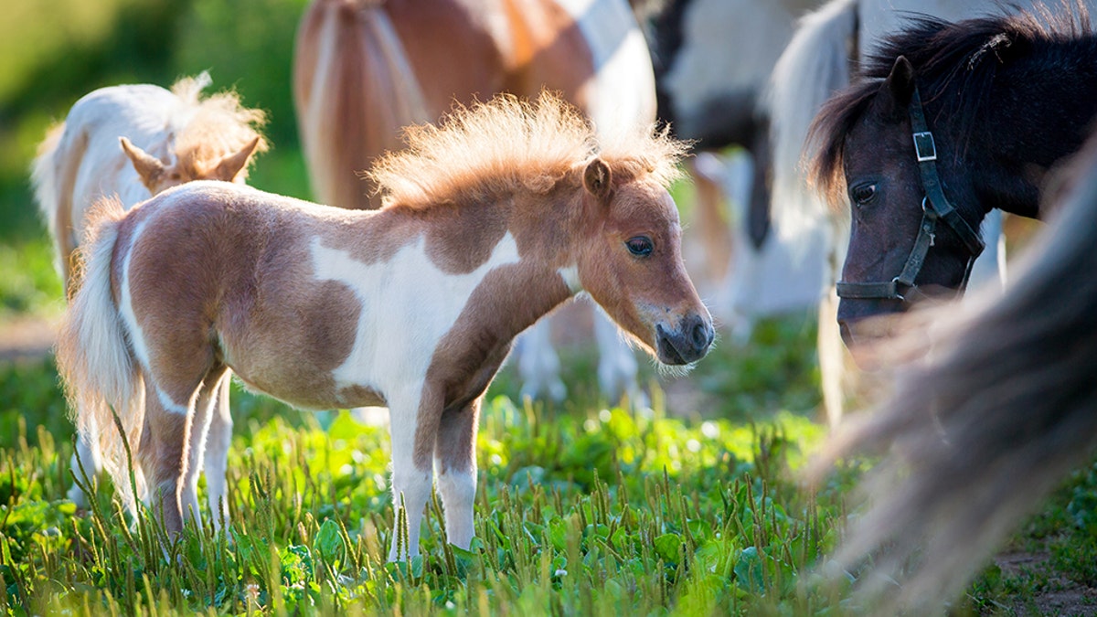 Miniature horse sale emotional support animal