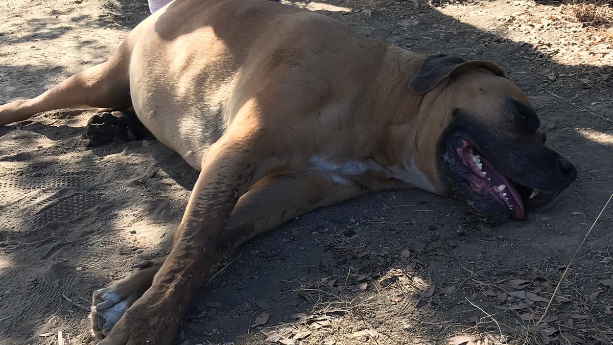 Joey collapsed and started panting heavily, a sign of heatstroke, while on a walk with his owner on a hiking trail Saturday, the SDHS said.