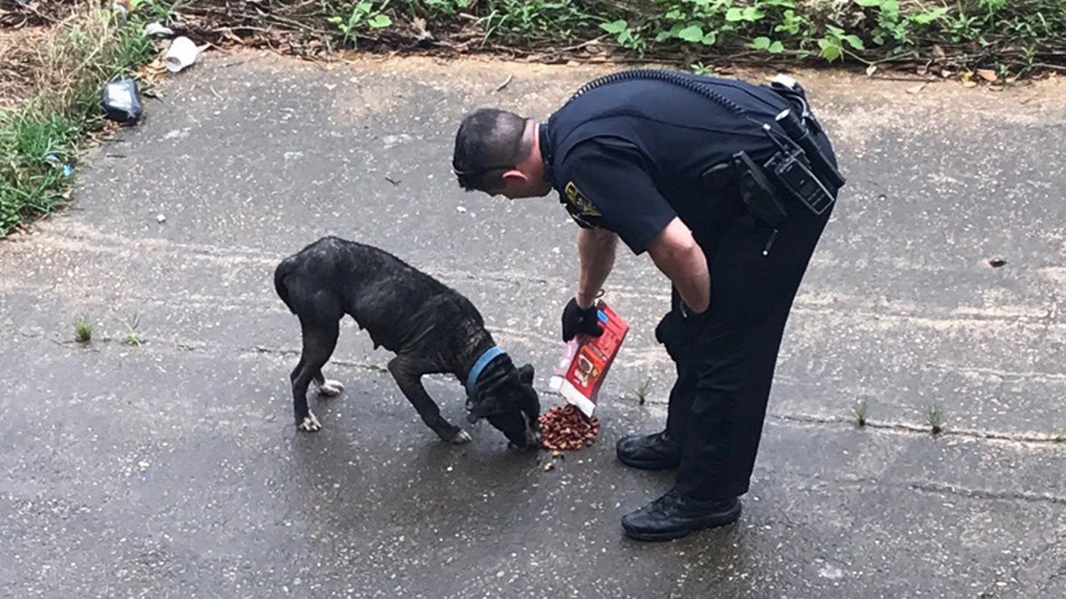Sean Tuder is pictured here feeding an emaciated dog with food he purchased, while waiting for animal control to arrive.