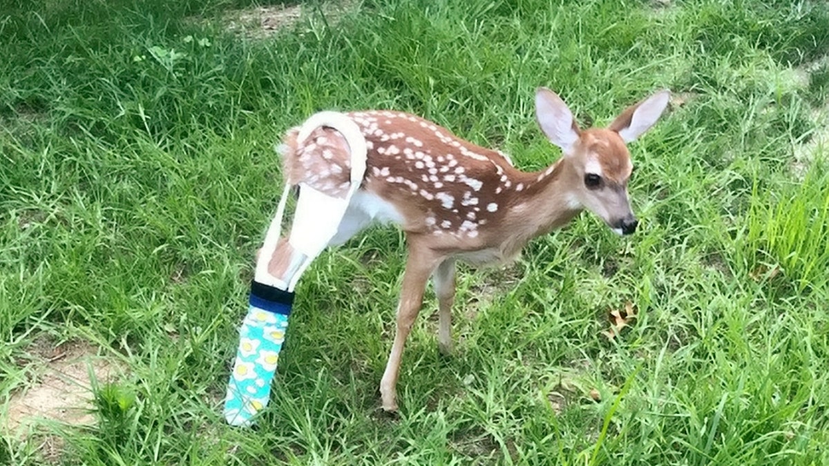 Rescuers believe the beautiful fawn was separated from her mother and hit by a car which snapped her right back leg just below the hip bone.  (Credit: SWNS)