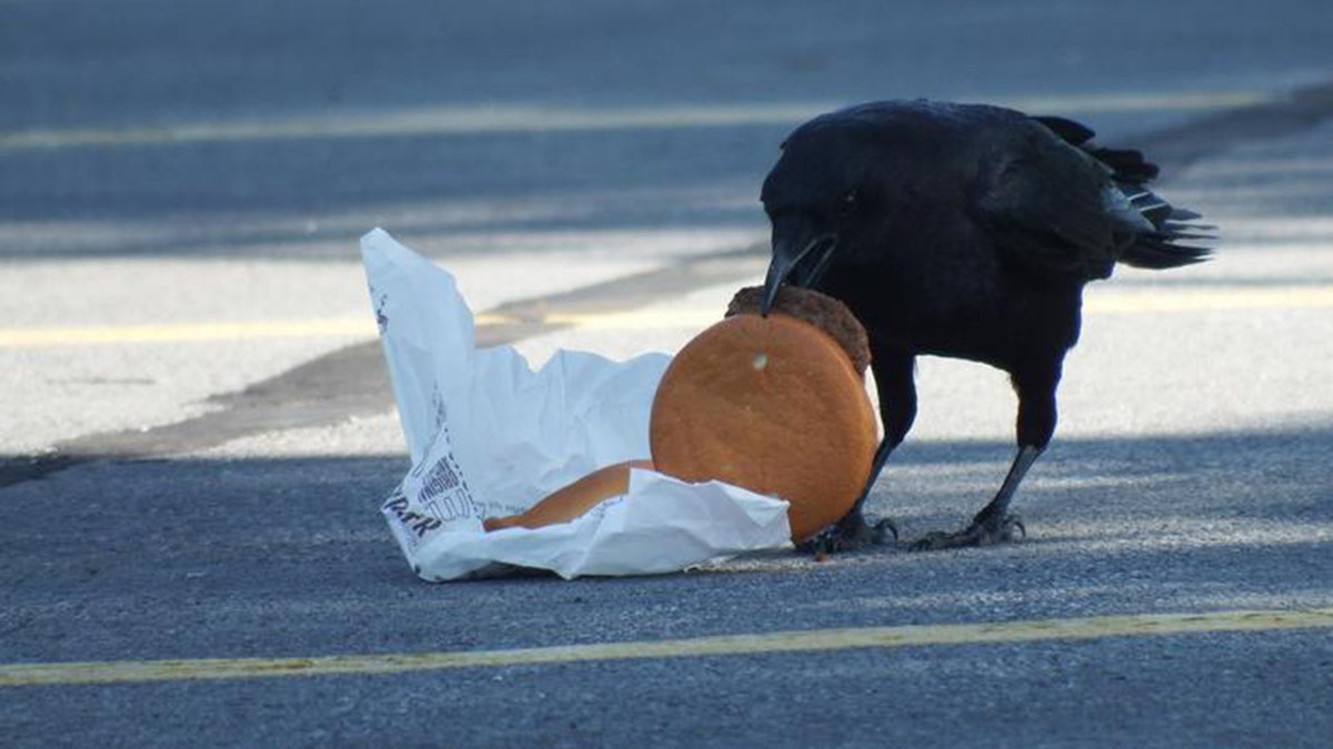 A crow feasts on a discarded hamburger.