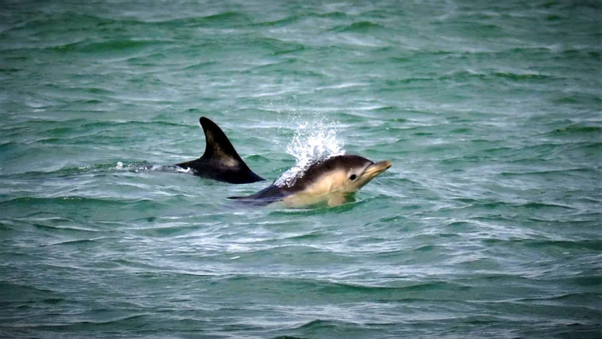 A Short Beaked Common Dolphin newborn calf spotted off the coast of Labrador Bay,Teignmouth, South Devon, Aug. 1 2019. (Credit: SWNS)