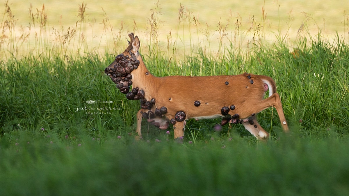 The tumor-covered deer is suffering from fibromatosis.
