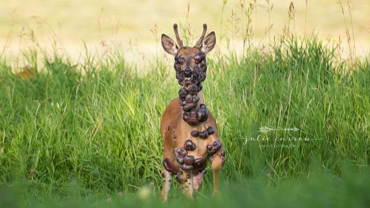 The deer was photographed in southwestern Minnesota.