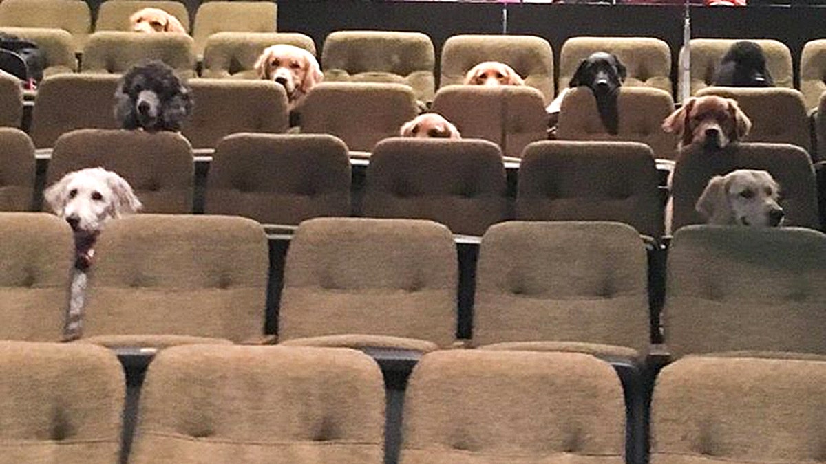 A group of service dogs viewing a performance of Billy Elliot in Ontario Canada.