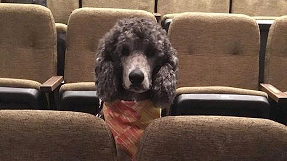 A scarf-wearing poodle attends the performanceduring the Stratford Festival in Ontario Canada.