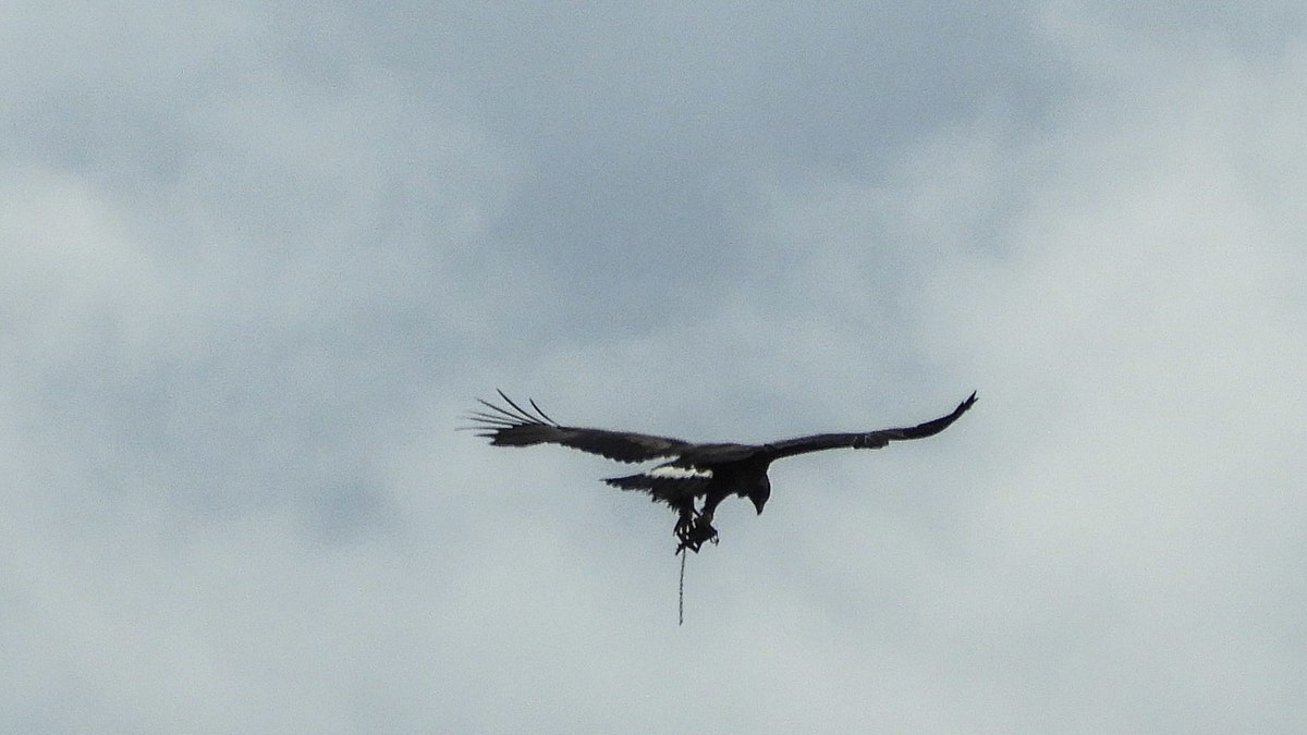 A golden eagle was recently spotted flying with a trap on its leg. (SWNS)