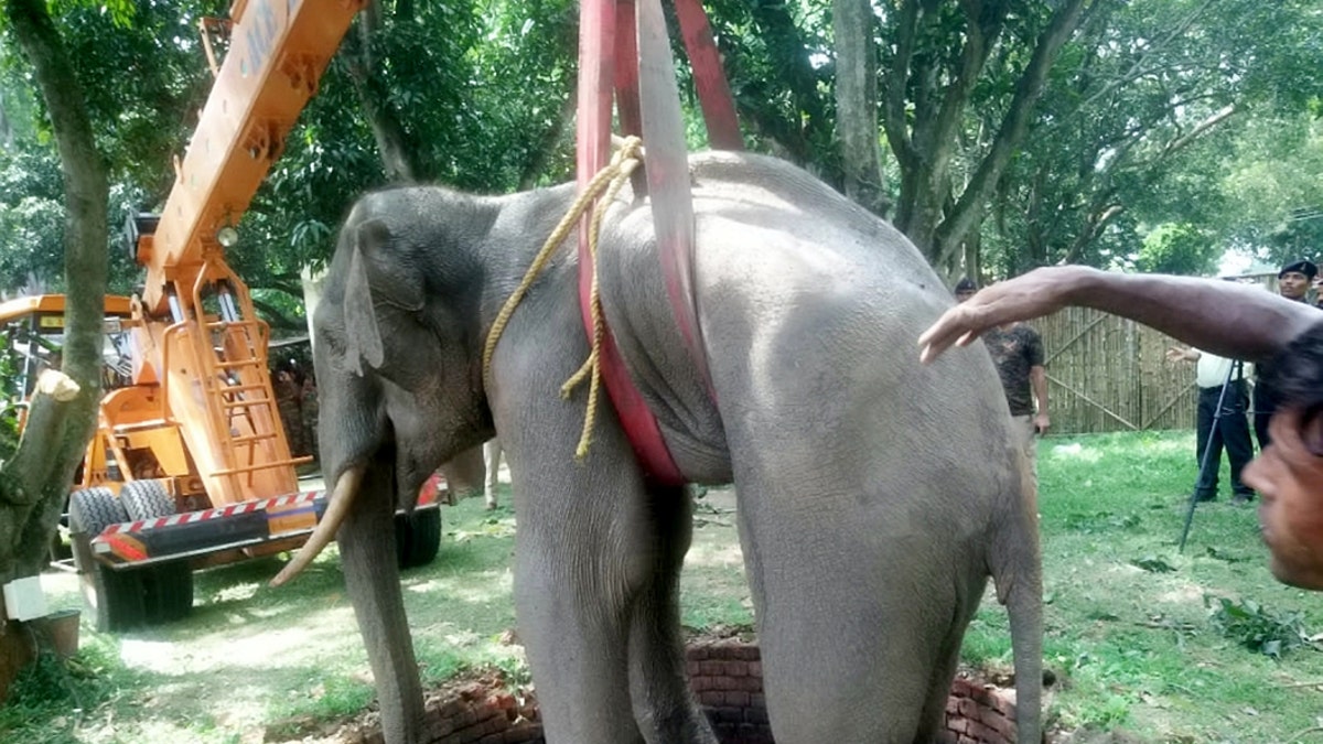 Rescuers used a crane to lift the elephant from the well. (Credit: SWNS)