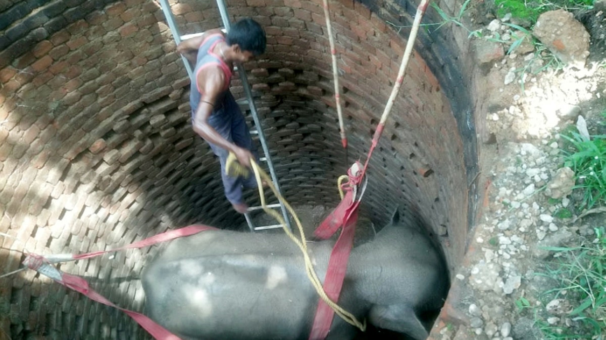 Footage has captured how a huge rescue operation was launched to save an elephant stranded at the bottom of a well in an Indian jungle. The clip shows rescuers use a crane to hoist the huge animal out of the well and onto the back of a truck ready for release back into the wild. (Credit: SWNS)