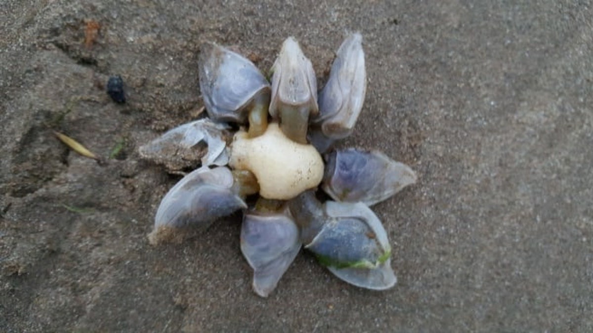 The unusual 'buoy barnacle' that washed up on a British beach. (SWNS)