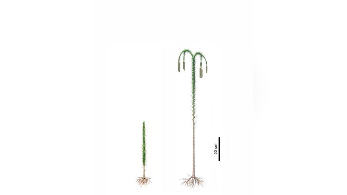 Reconstructions of lycopsid trees (Guangdedendron micrum). Left: juvenile plant. Right: adult plant. CREDIT Zhenzhen Deng