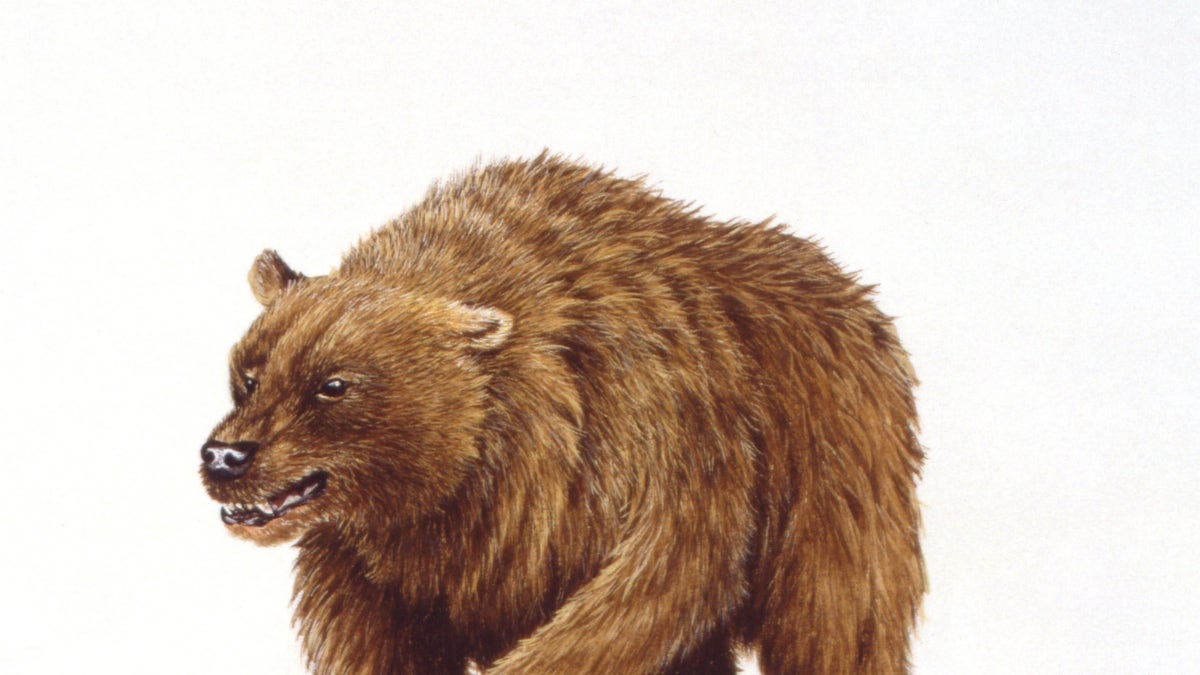 The cave bear also faced shrinking food resources and the start of the last Ice Age.