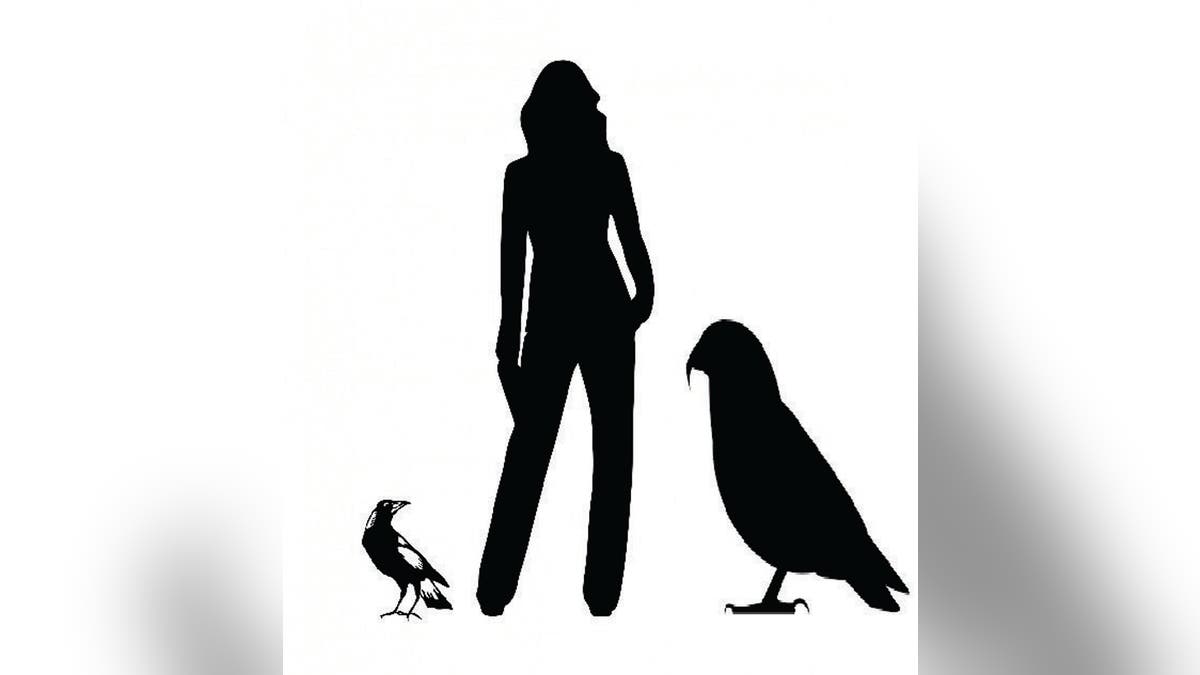 Graphic showing the Heracles inexpectatus silhouette next to an average height person and common magpie. (Credit: Professor Paul Scofield, Canterbury Museum)