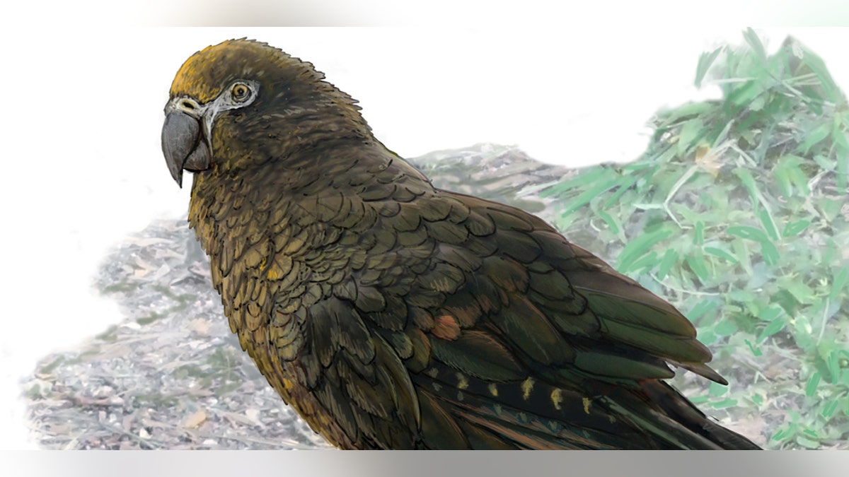 Reconstruction of the giant parrot Heracles, dwarfing a bevy of 8cm high Kuiornis -- small New Zealand wrens scuttling about on the forest floor. (Credit: Dr. Brian Choo, Flinders University)