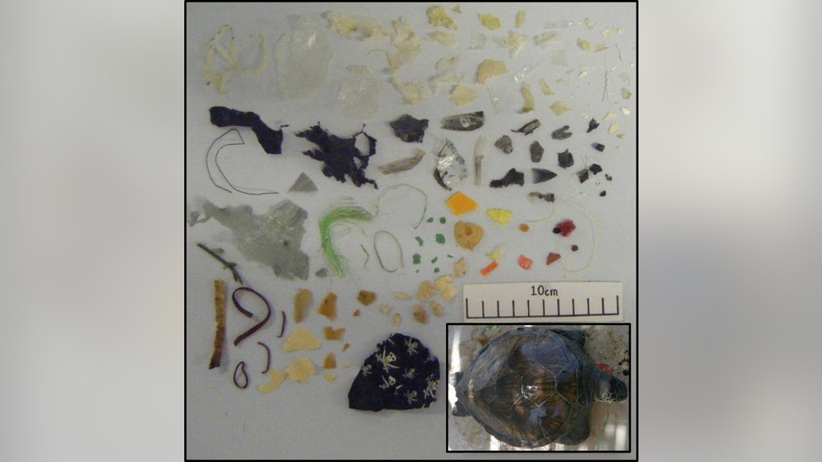 Some of the plastic found in green turtles. (Credit: University of Exeter)