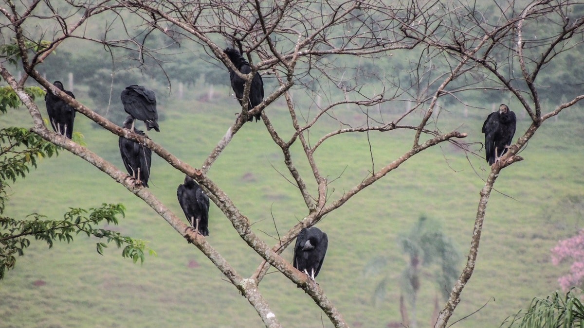 The neighborhood association president, Gordon Holness, said officials are limited in what they can do because the vultures, as migratory birds, are protected by federal law.