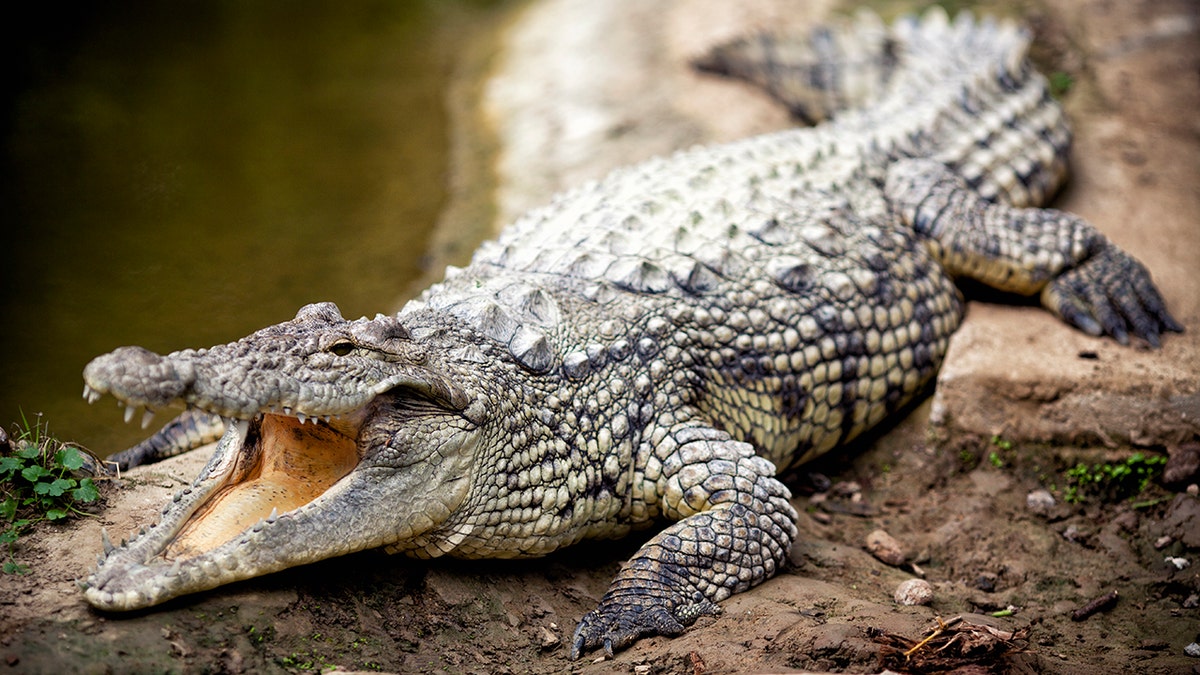 An Australian fisherman recently brought a 5-foot crocodile (not pictured) home, before he called wildlife officials to remove the reptile from his house, according to authorities. (iStock)