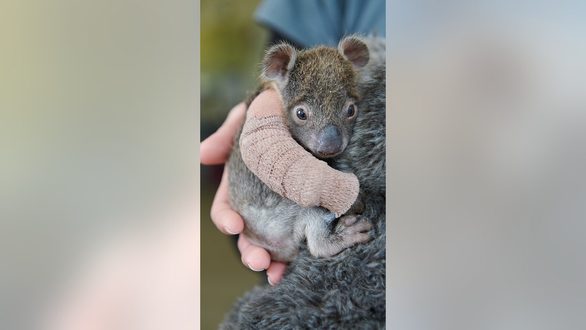 Credit: Werribee Open Range Zoo