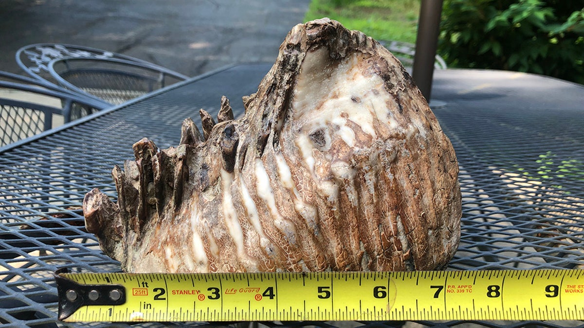 Experts have confirmed that the tooth is from a woolly mammoth, according to the Inn at Honey Run.