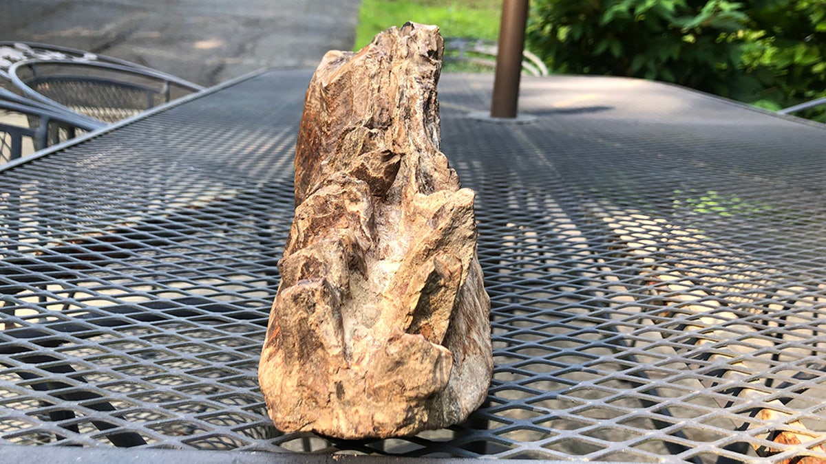 The tooth is a woolly mammoth's third molar.