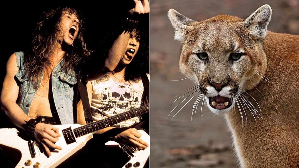 Dee Gallant, 45, thanked the legendary heavy metal band Metallica for saving her life after she used their song "Don't Tread on Me" to scare off a cougar on a logging road in Canada on July 23.<br data-cke-eol="1">