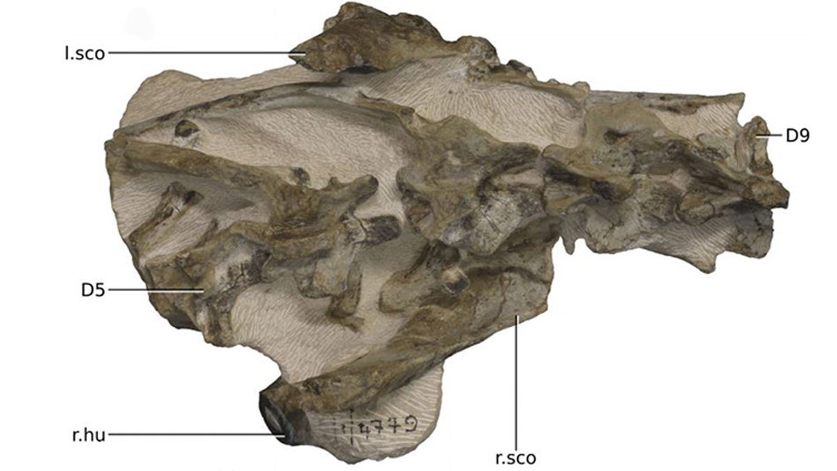 A good deal of the rest of the animal's skeleton also got fossilized. (Credit: Kimberley Chapelle)