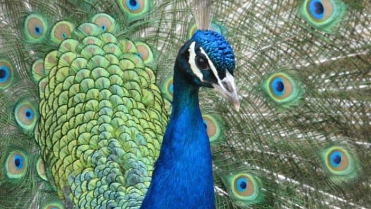 Male peacock