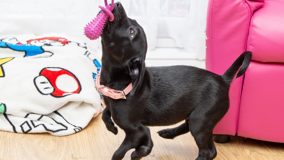 “We absolutely love Roo to pieces. She’s is just a normal dog to us - just with a couple of extra bits,” proud mom Lauren Salmon said.